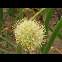 Ciboule, Allium fistulosum (fam Liliacees) (Siberie) (4)